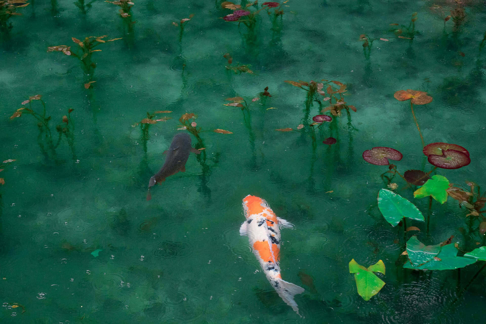 Koi swimming among lily pads in deep green water